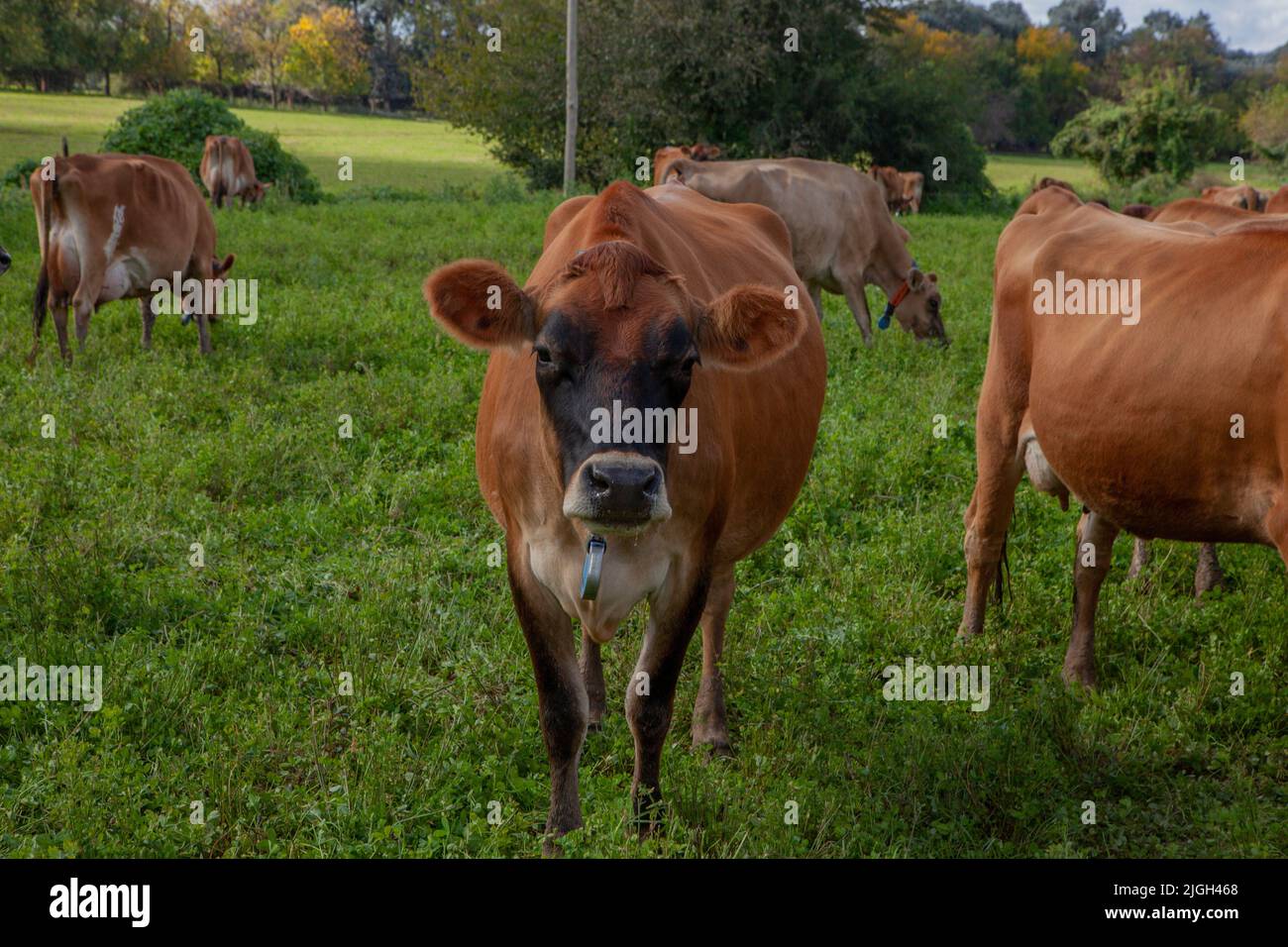 A standing jersey cow in Jersey Dairy Cow Farm with meadows in Buenos