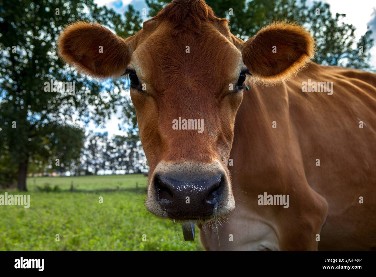 A portrait of the head of jersey cow face in Jersey Dairy Cow Farm, Buenos Aires Stock Photo Alamy