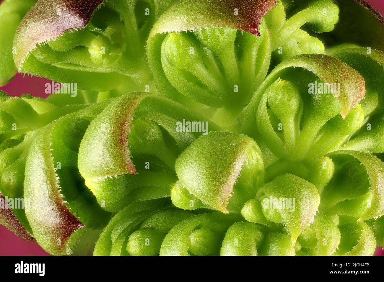 Close up of Purple Aeonium (Aeonium arboreum) rosette buds Stock Photo