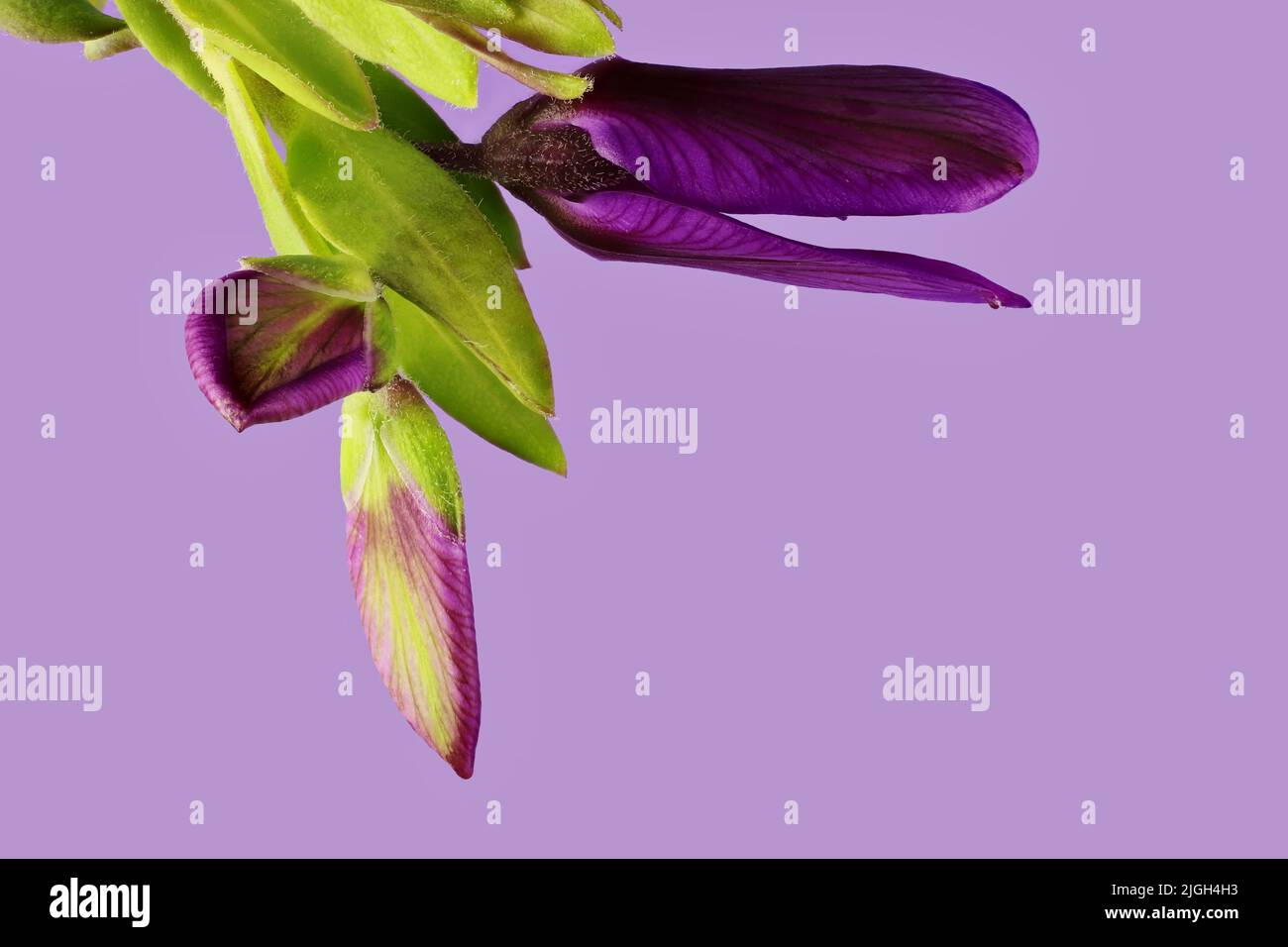 Isolated stem of Polygala Dazzler flower, buds and foliage on violet background Stock Photo