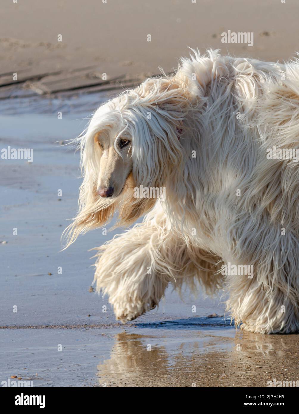White afghan hound on beach Stock Photo