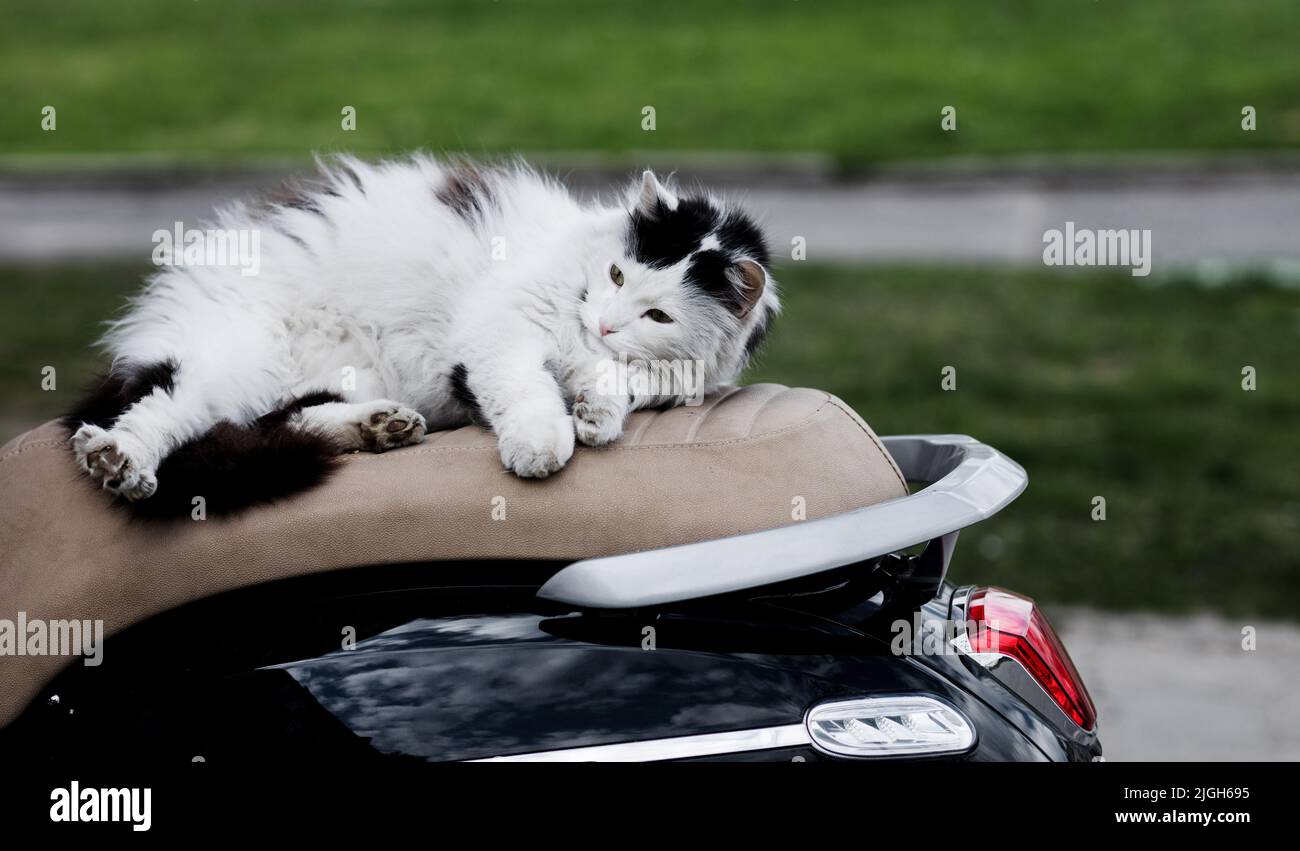 Cat moped hi-res stock photography and images - Alamy