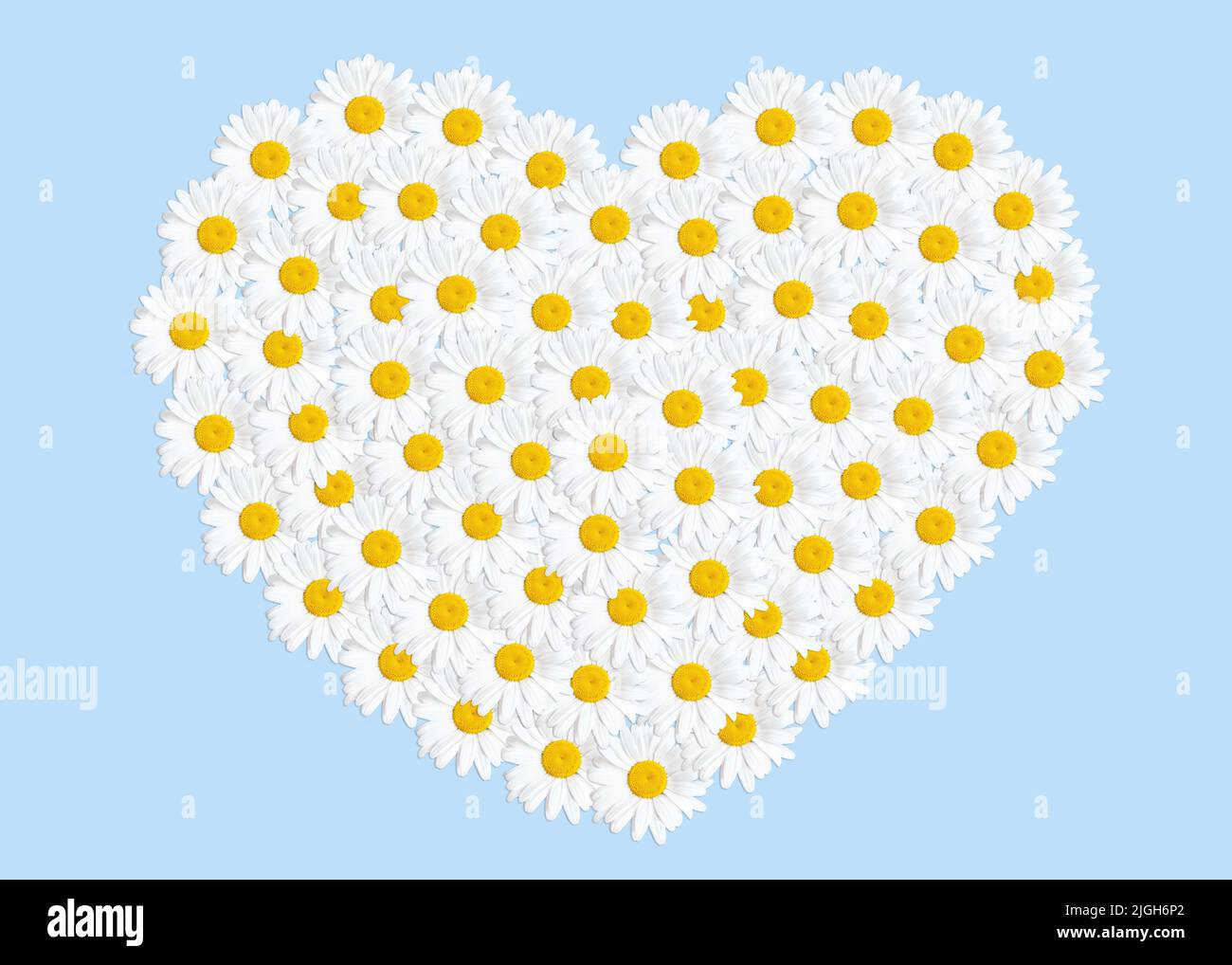 Filled heart shape made from white camomiles isolated on blue. Romantic springtime background. Stock Photo