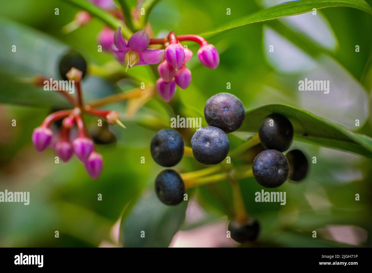 Closeup macro shot with selective focus of ardisia lurida showing berries and flowers Stock Photo