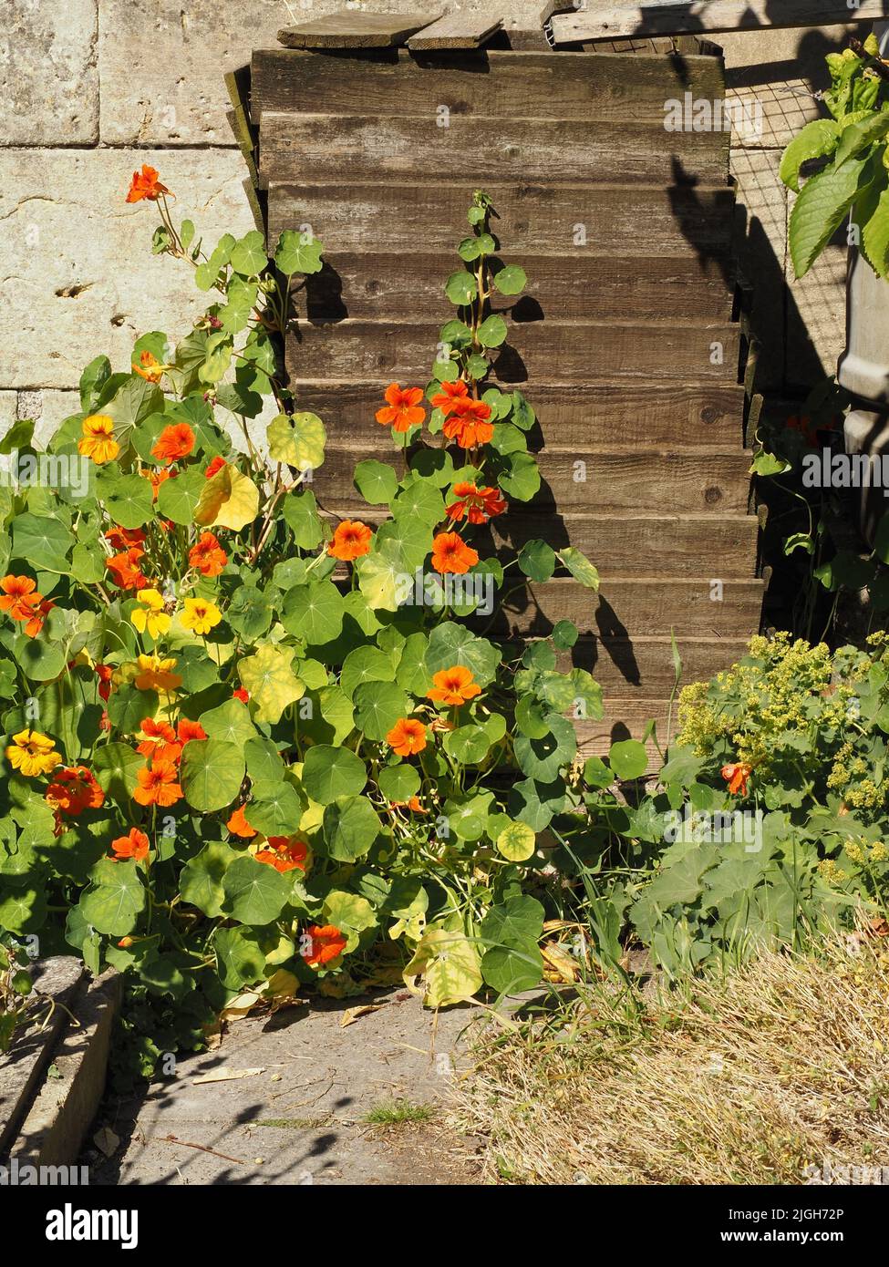 Self seeded nasturtiums in a re-wilded garden grow up a home made compost bin and Bath stone wall. July 2022. Stock Photo