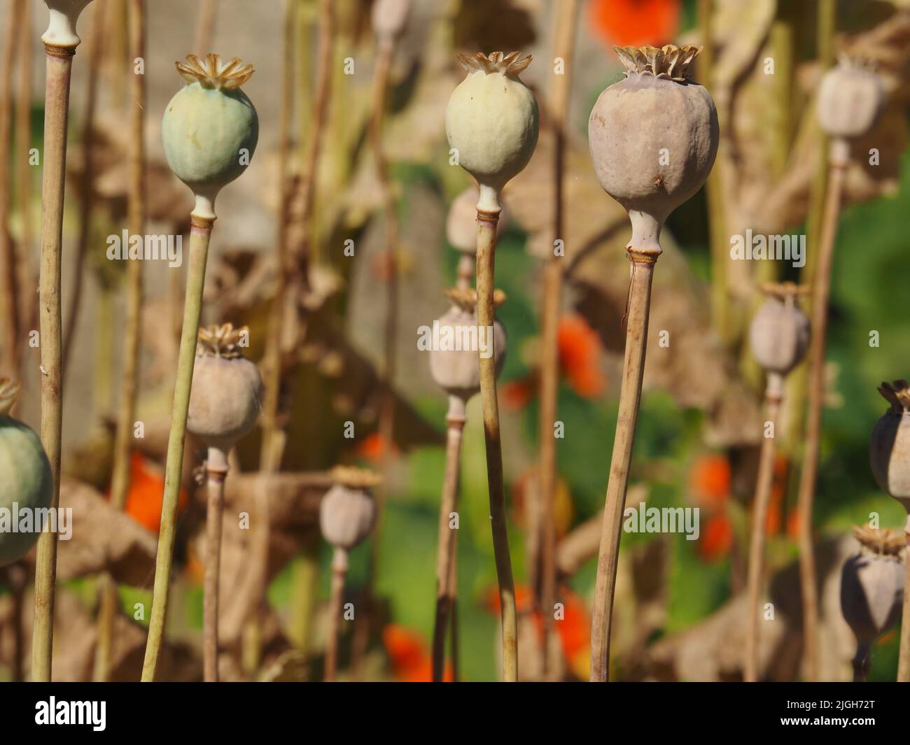 Self seeded oriental poppy (papaver orientale) seed heads in a rewilded garden against a soft background of orange nasturtiums and Bath stone wall. Stock Photo