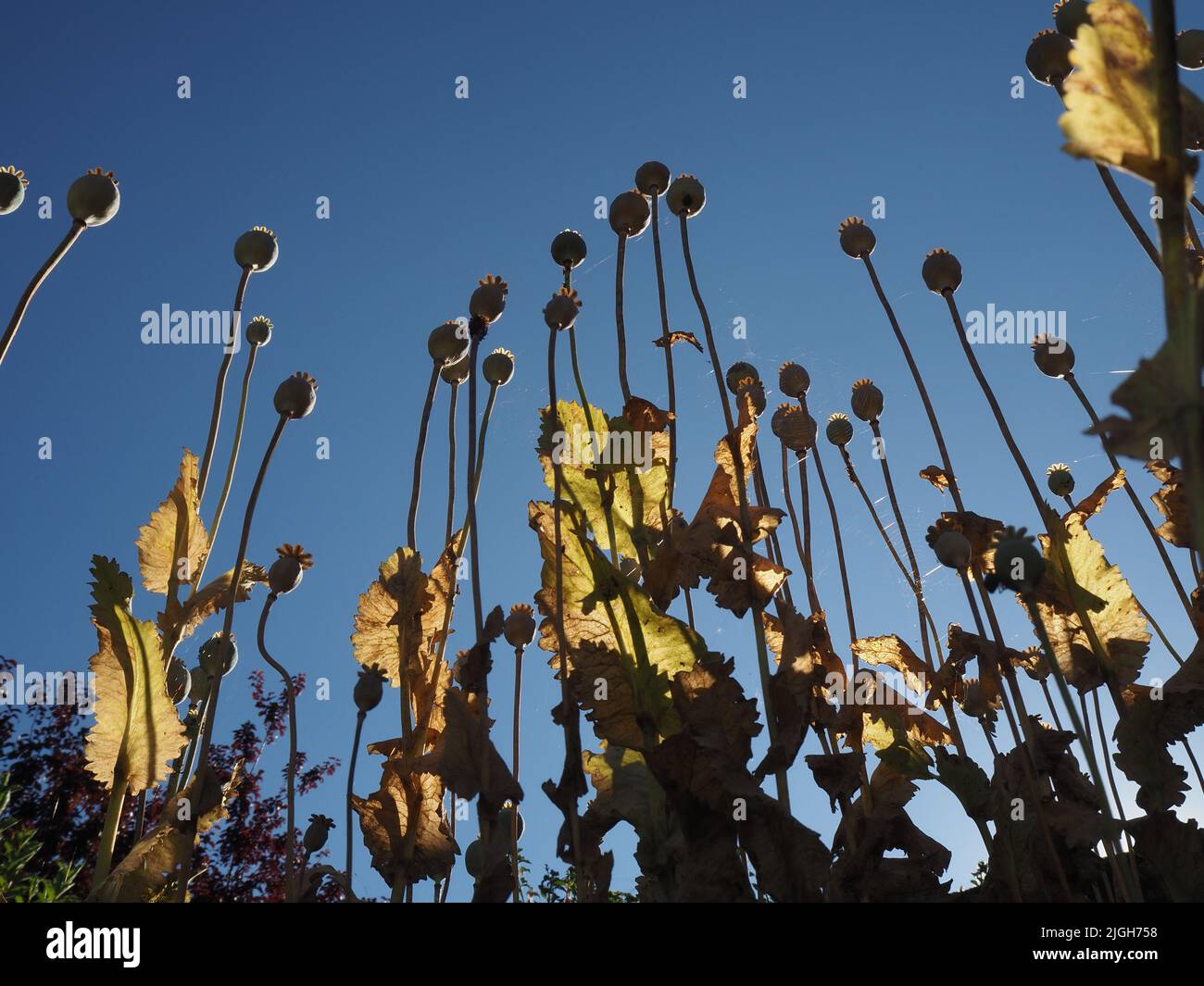 Wide view of self seeded oriental poppy (papaver orientale) seed heads and stems in a rewilded garden reaching up towards a deep blue sky. July 2022. Stock Photo