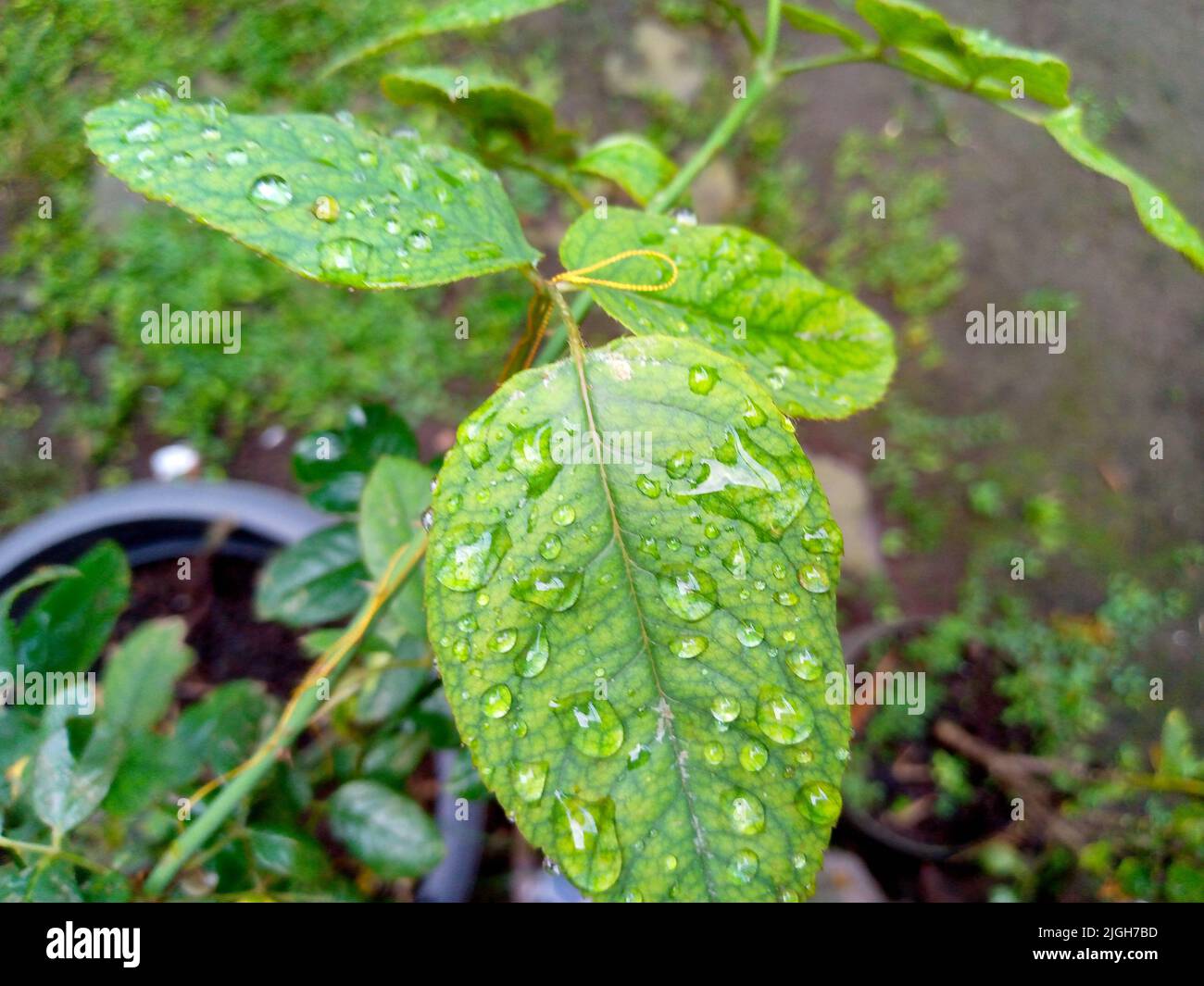 A closeup shot of green leaves with rain drops on them Stock Photo