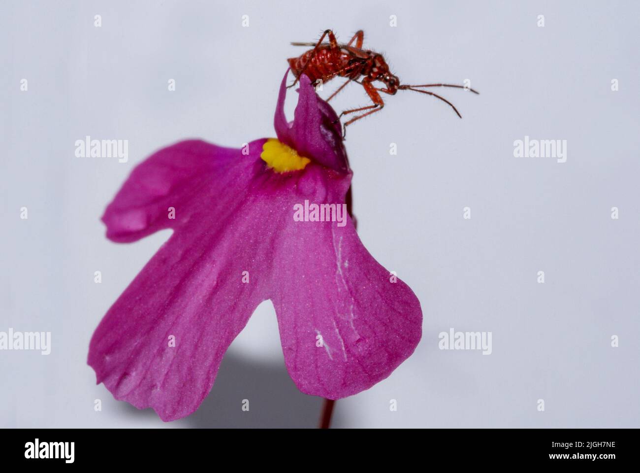 Symbiotic Setocoris bug on a bladderwort flower (Utricularia multifida), Western Australia Stock Photo