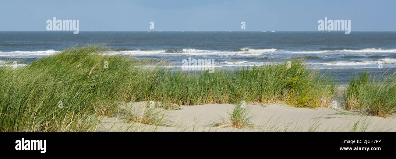 Dune landscape at Wangerooge, East Frisian island, Lower saxony, Germany, Europe Stock Photo