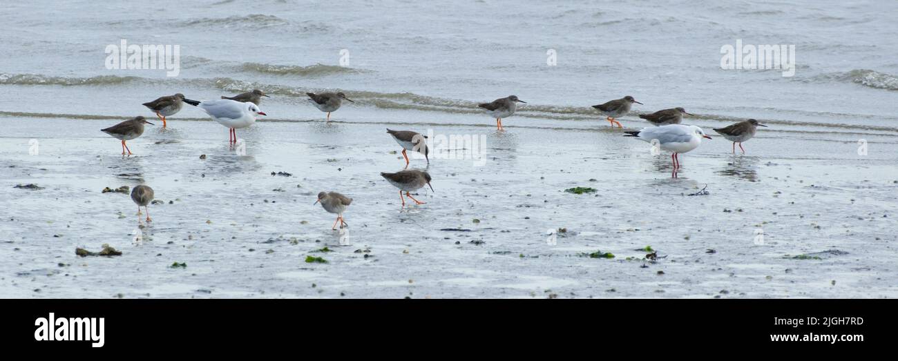 Common Redshank at the wadden sea, Wangeooge, East Frisian island Stock Photo