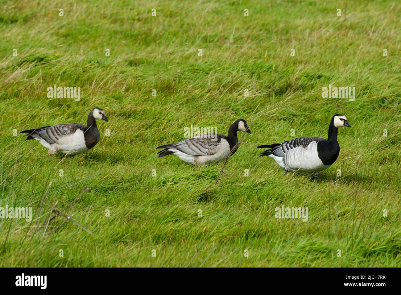 Barnacle goose on the meadow, Wangeooge, East Frisian island Stock Photo