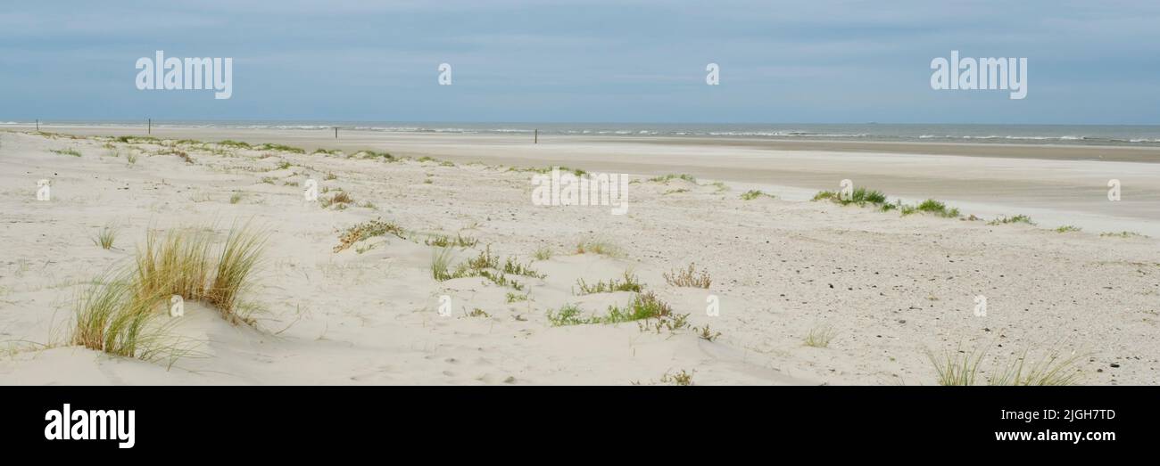 Dune landscape at Wangerooge, East Frisian island, Lower saxony, Germany, Europe Stock Photo