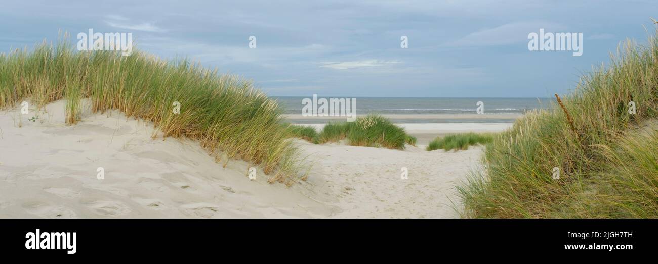 Dune landscape at Wangerooge, East Frisian island, Lower saxony, Germany, Europe Stock Photo