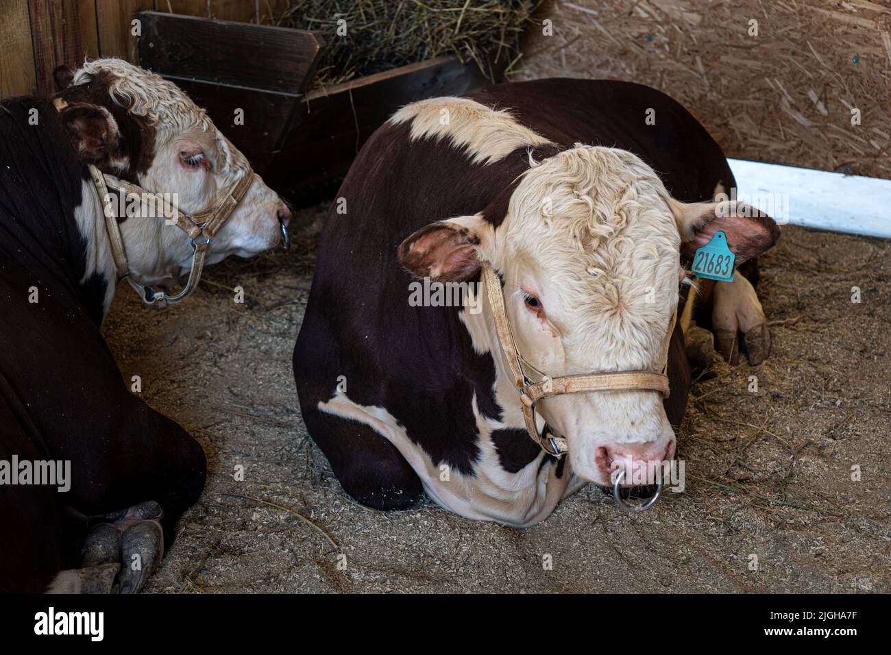 Bulls in a cattle pen.. Cattle breeding. Stock Photo