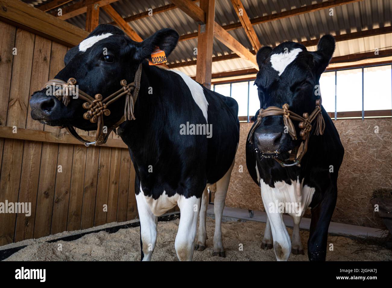 A cow and calf are standing in a cage. Cattle breeding. Bulls in a cattle pen. Stock Photo