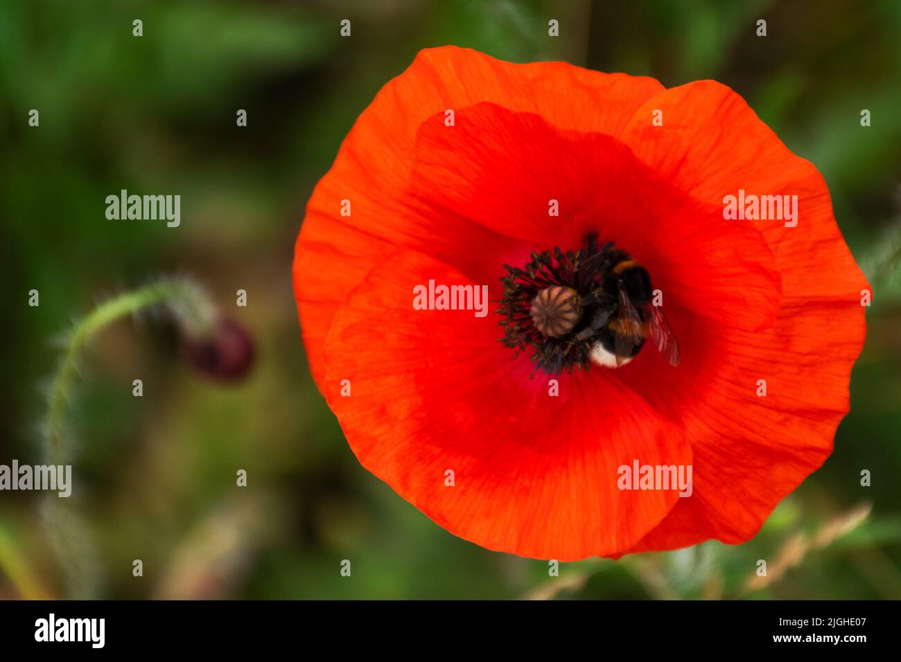close up of red corn poppy. blooming flower. beautiful nature background Stock Photo