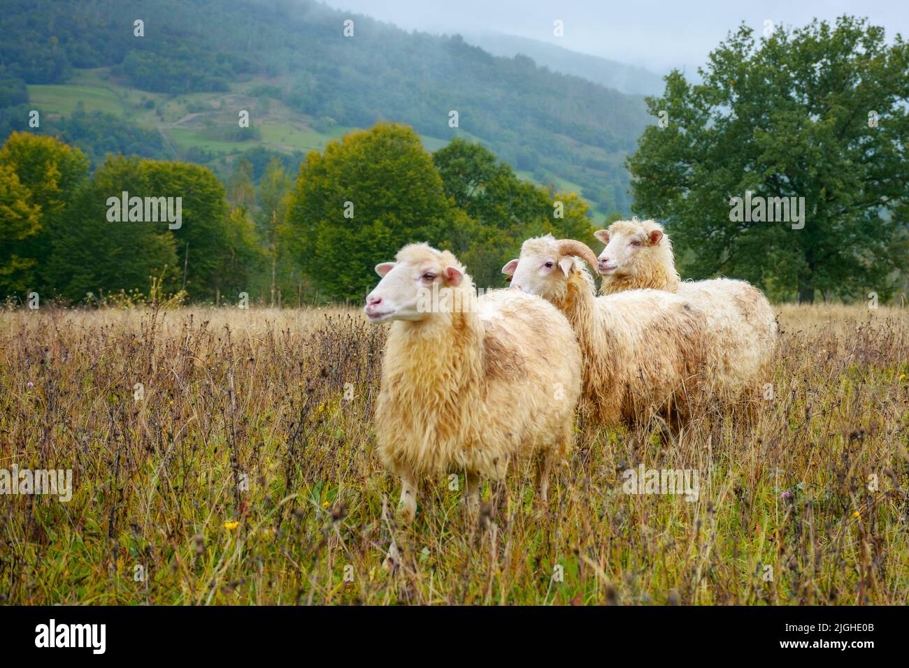 rural scenery on a rainy autumn day. ram and two sheep on the meadow in weathered grass. trees and forested hill in the distance. shallow depth of fie Stock Photo