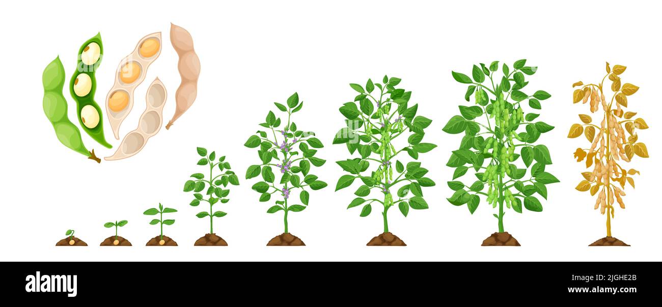 Soybean seedling in soil Cut Out Stock Images & Pictures Alamy