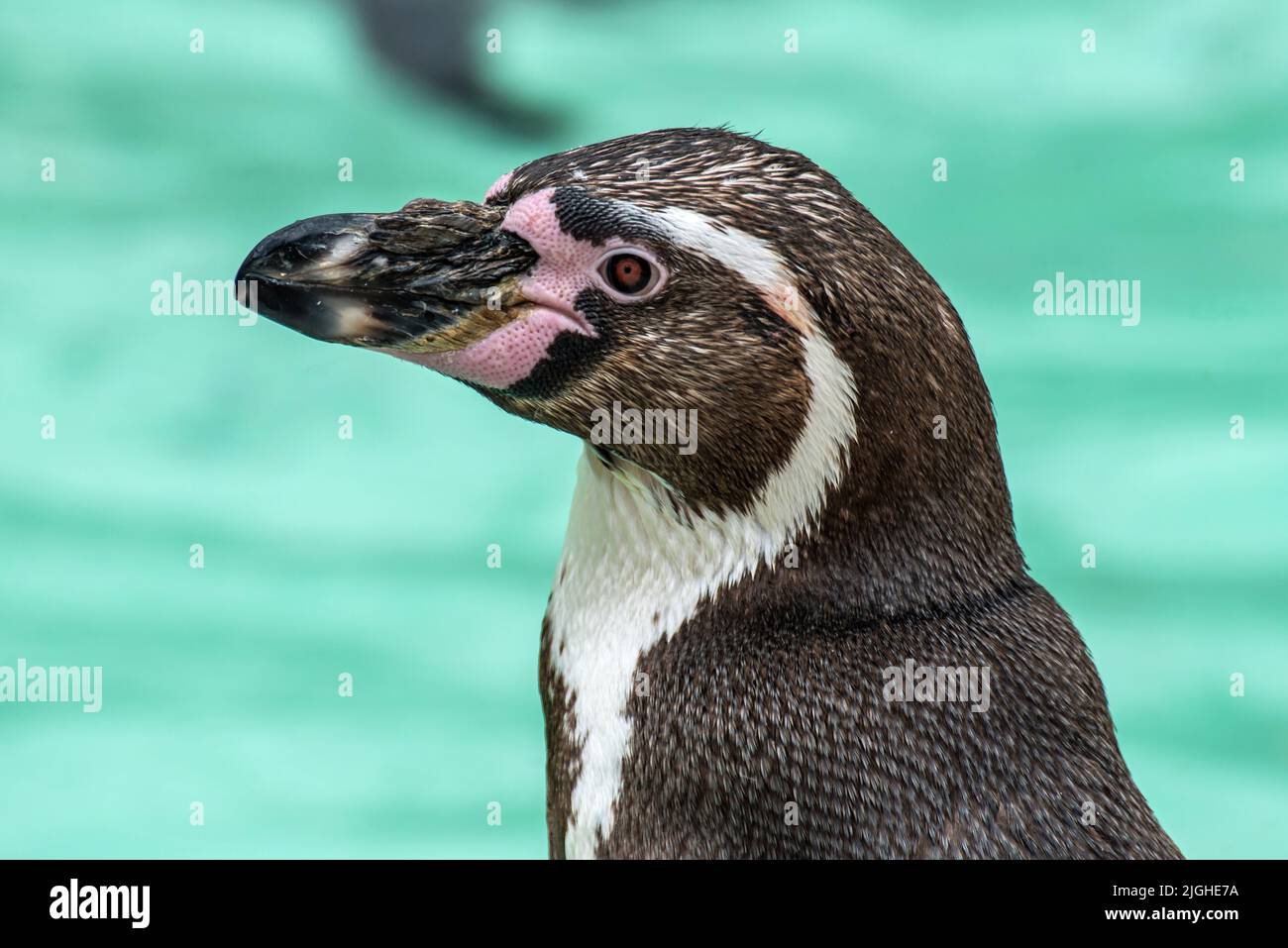 Humboldt Penguin (Spheniscus humboldti) photographed in captivity Stock Photo