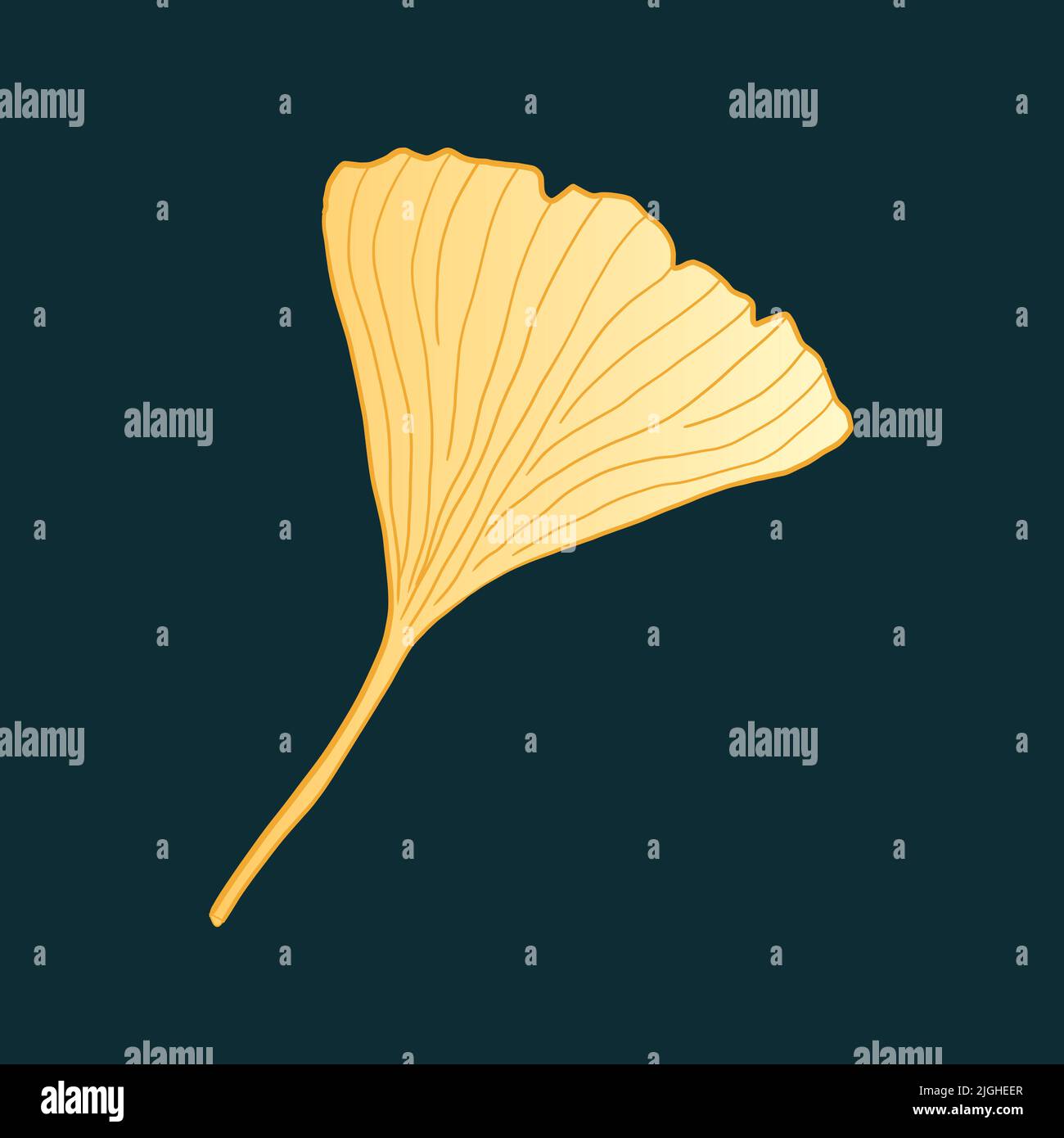 Ginkgo gold leaf. Ginkgo biloba autumn foliage. Japanese isolated vector plant sketch. Stock Vector