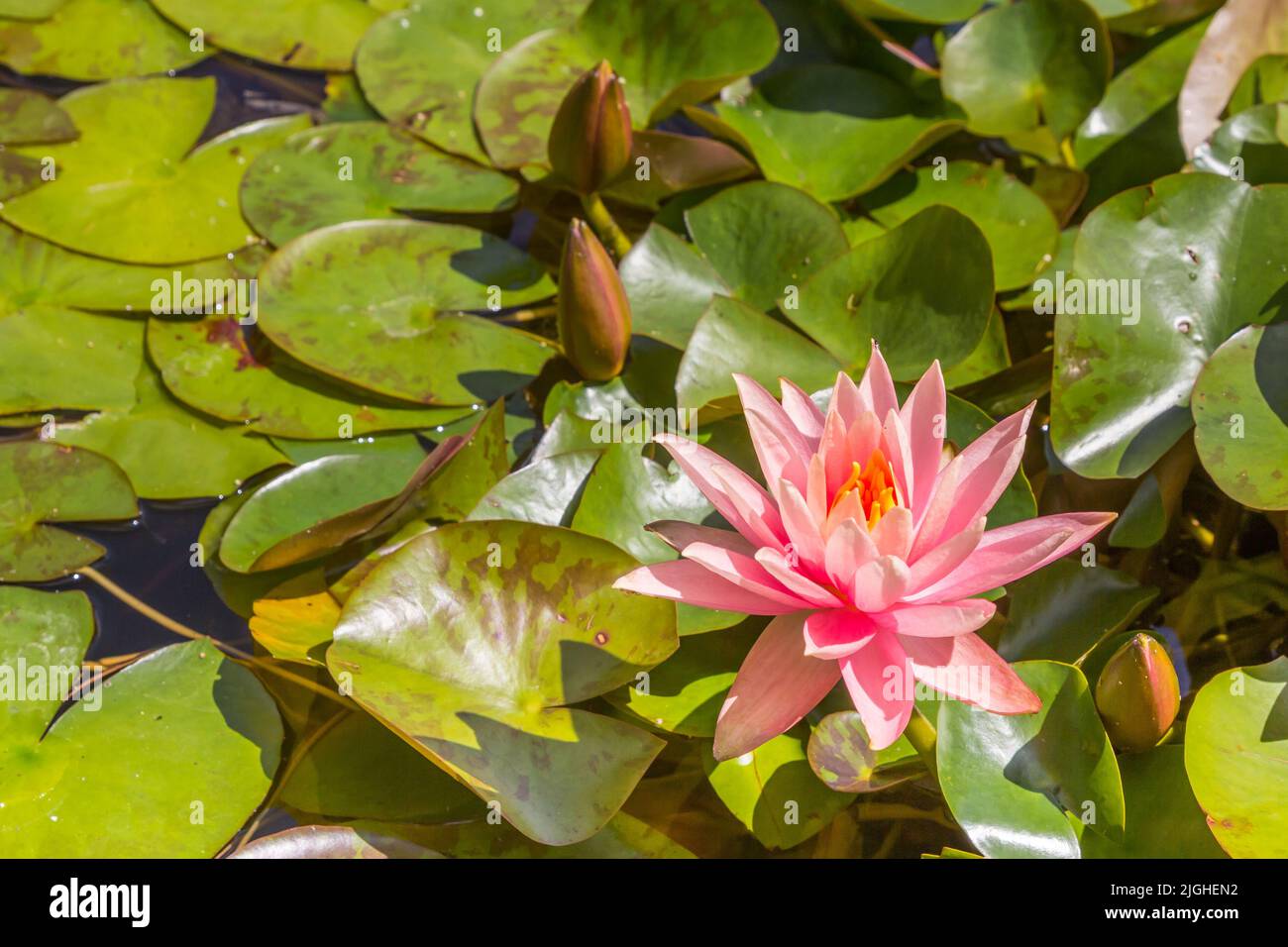 Pink lily in the pond in the Westfalen park of Dortmund, Germany Stock Photo