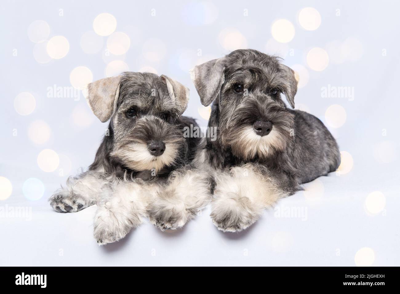 Two white and gray color miniature schnauzer dogs lie on a light background with beautiful bokeh, copy space. Dog's birthday party. Puppy bearded mini Stock Photo