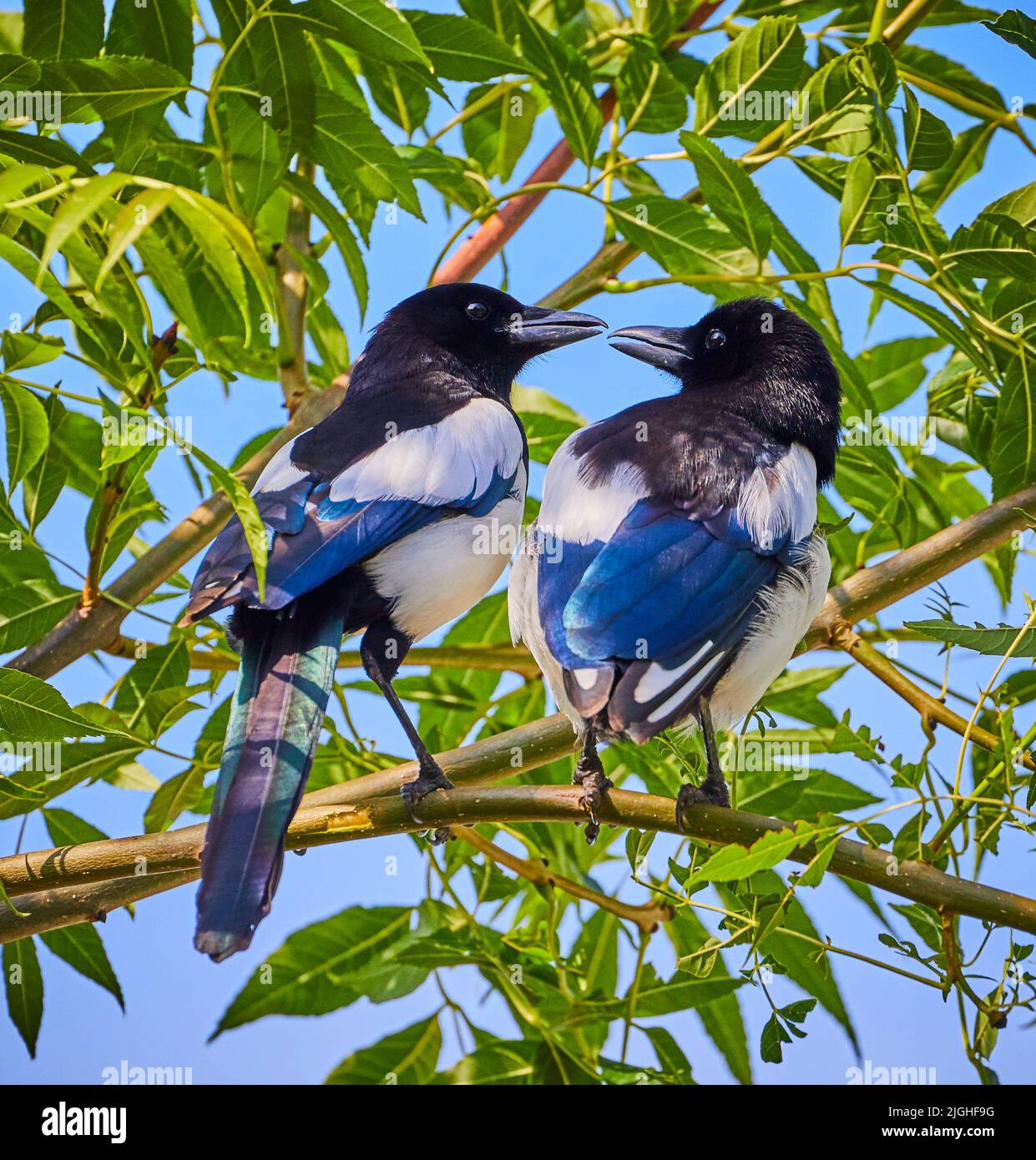 Two Magpies Stock Photo