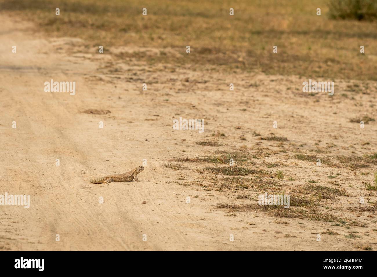 Spiny tailed lizards or Uromastyx in habitat at tal chhapar sanctuary rajasthan india asia Stock Photo