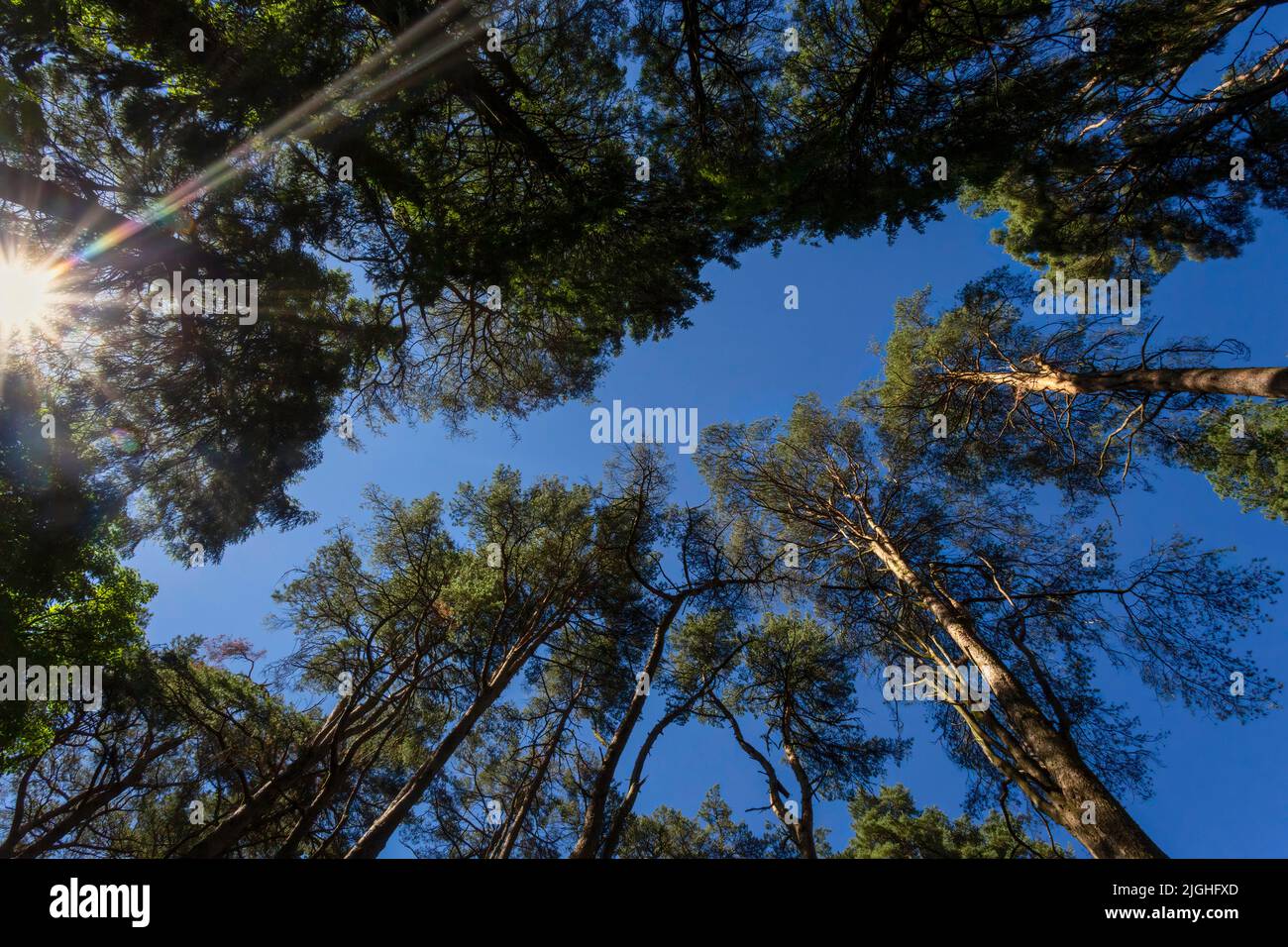 Looking up through a tree lined forest as the sun bursts through the branches. Stock Photo