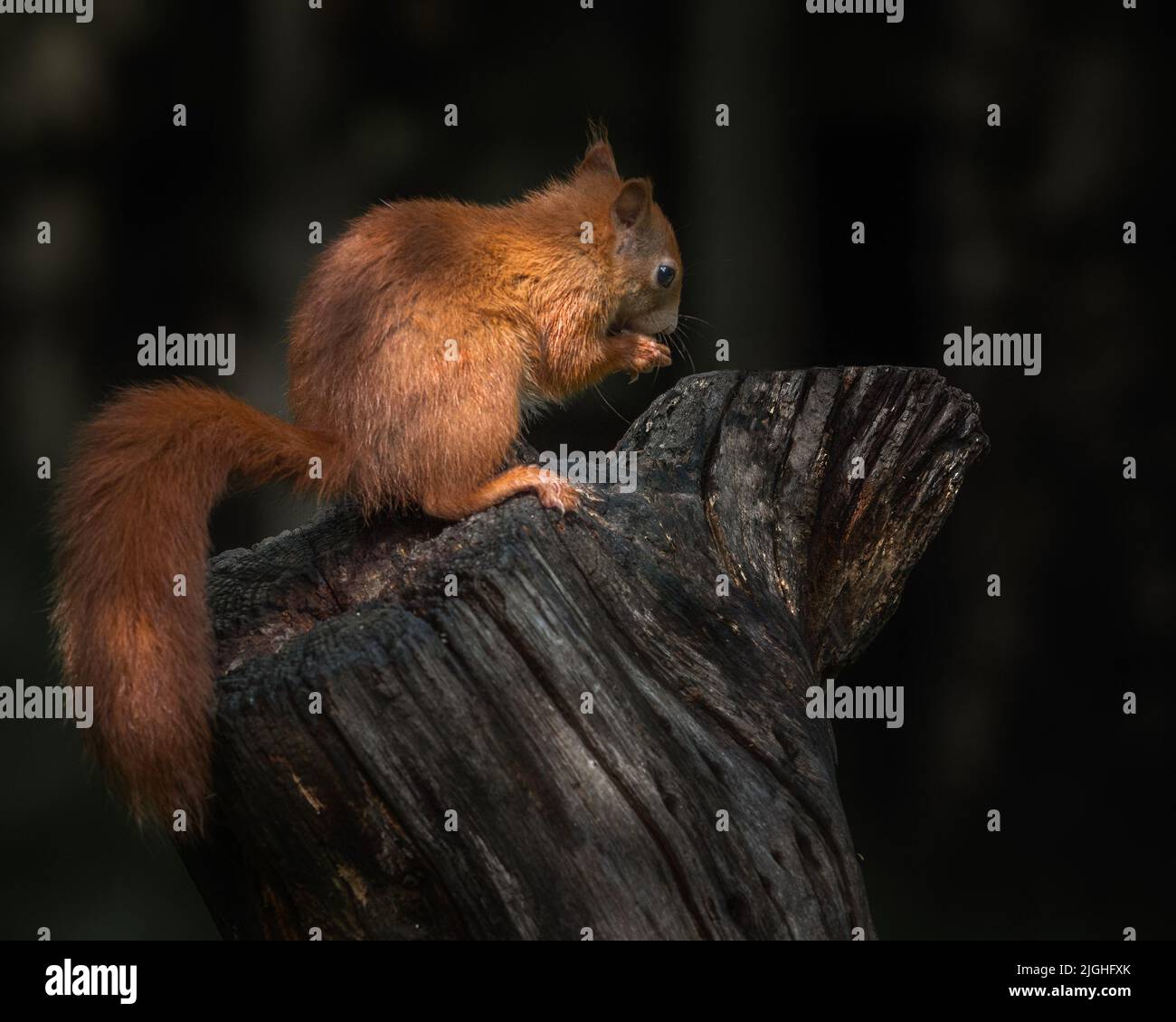 Red squirrel sitting on a tree stump holding a hazelnut in Scottish
