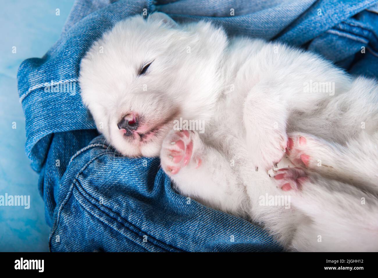 White fluffy small Samoyed puppy dog on blue jeans background Stock Photo