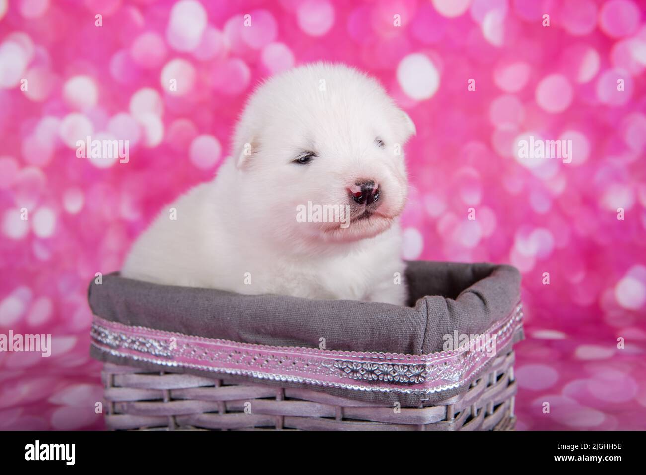 White fluffy small Samoyed puppy dog in a basket Stock Photo