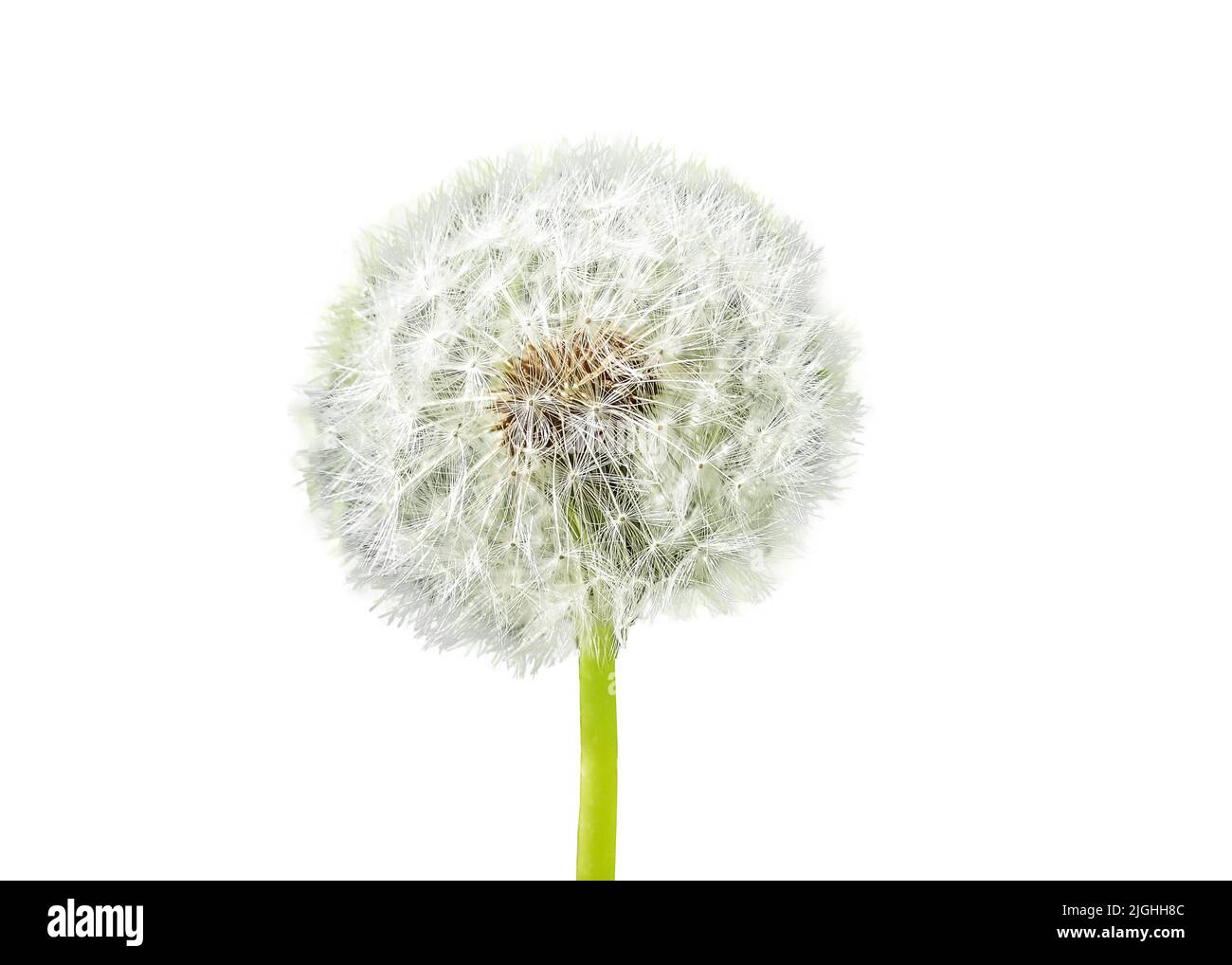 Dandelion with floaties isolated on white background. Pappus. Nature, summer time concept. High quality photo Stock Photo