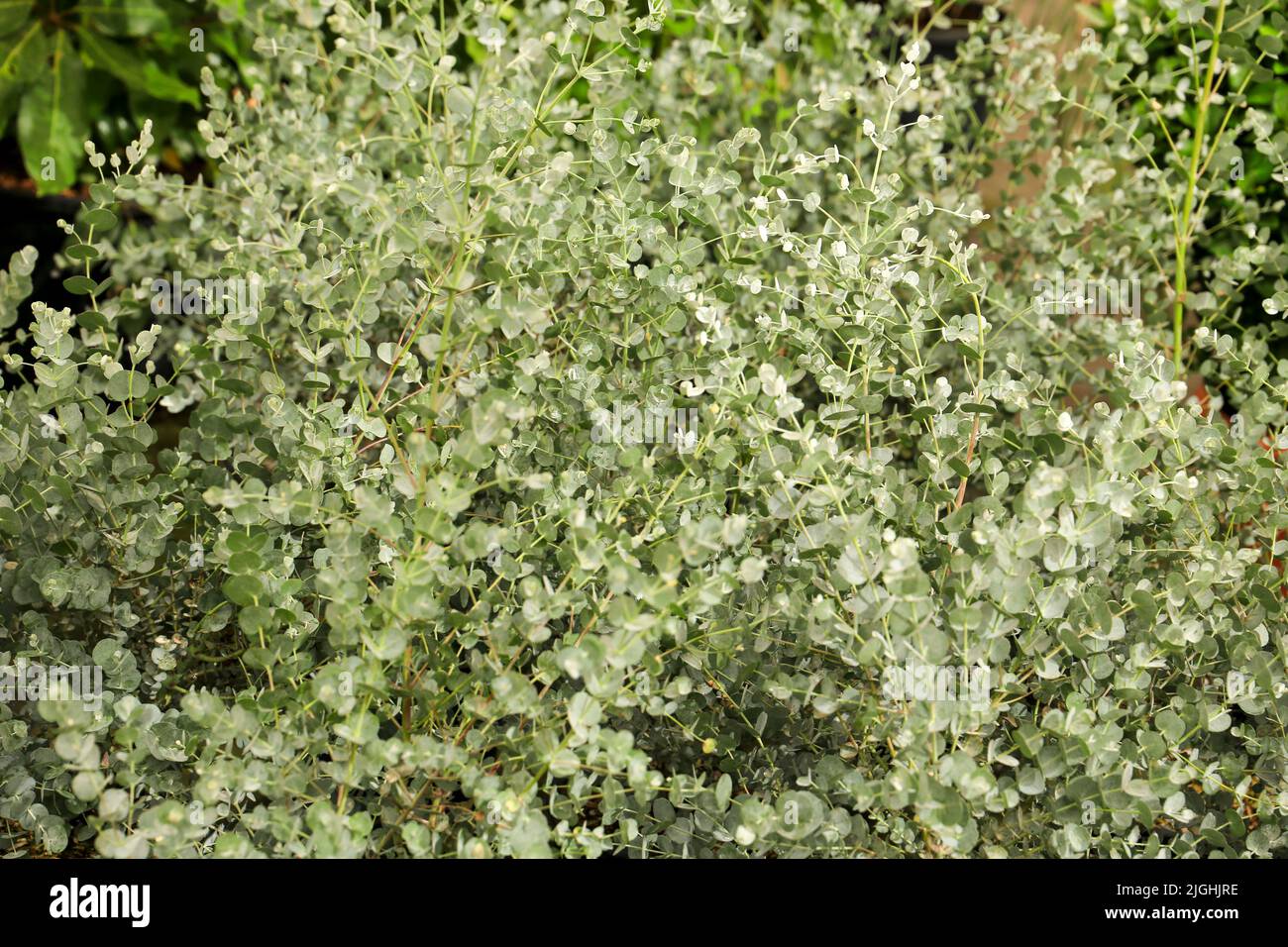 Colorful Eucalyptus Gunnii plants in the garden under the sun Stock