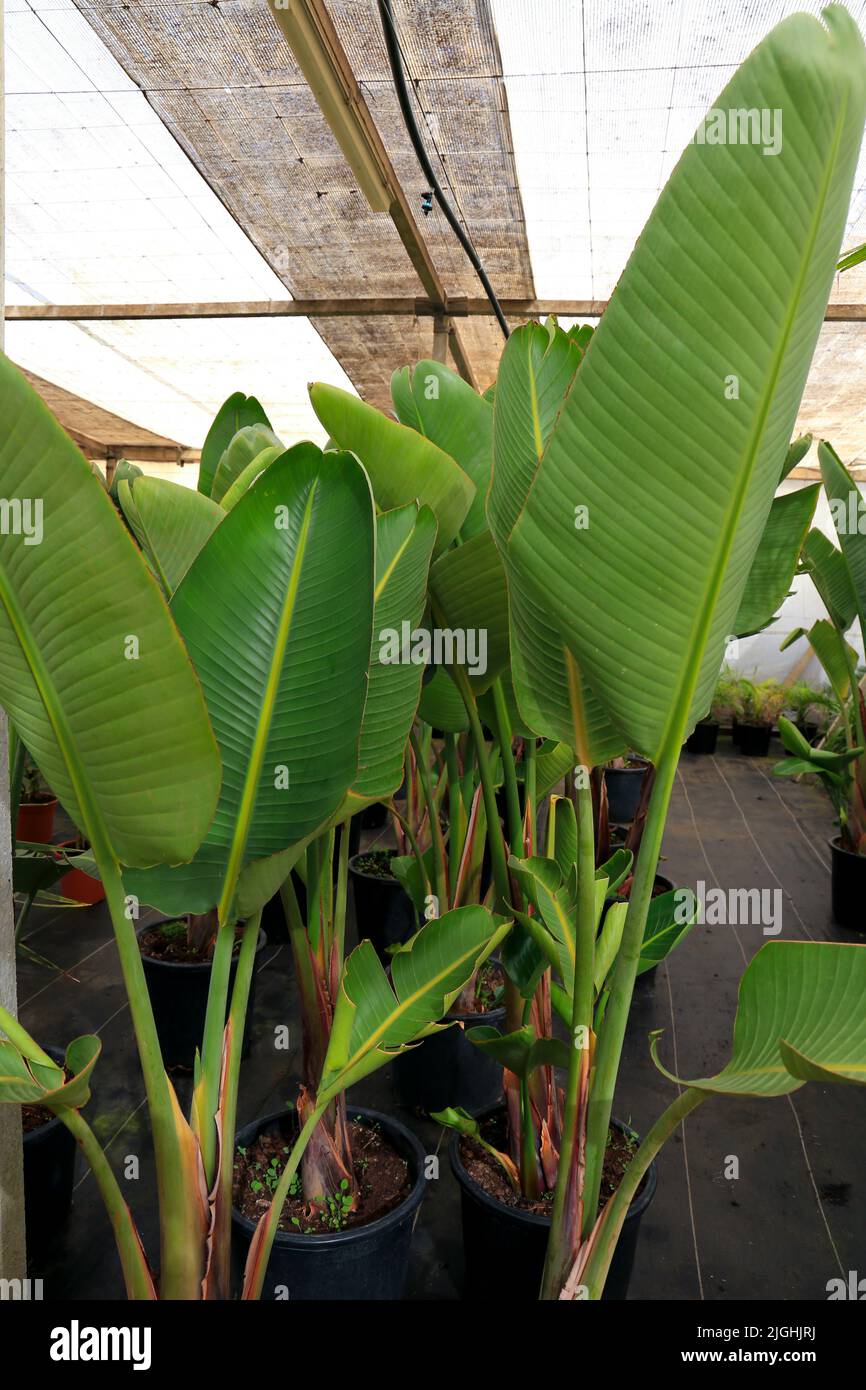 Bird of Paradise, Strelitzia Nicolai plants in the garden Stock Photo Alamy
