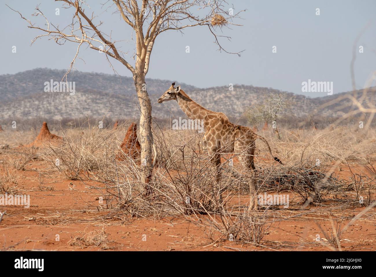 giraffe calf eating tree branches in desert of Namibia Stock Photo