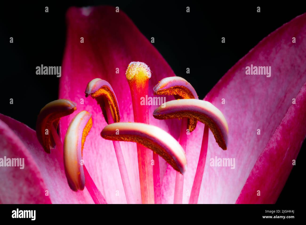 A closeup shot of a Lilium cernuum flower plant seeds Stock Photo