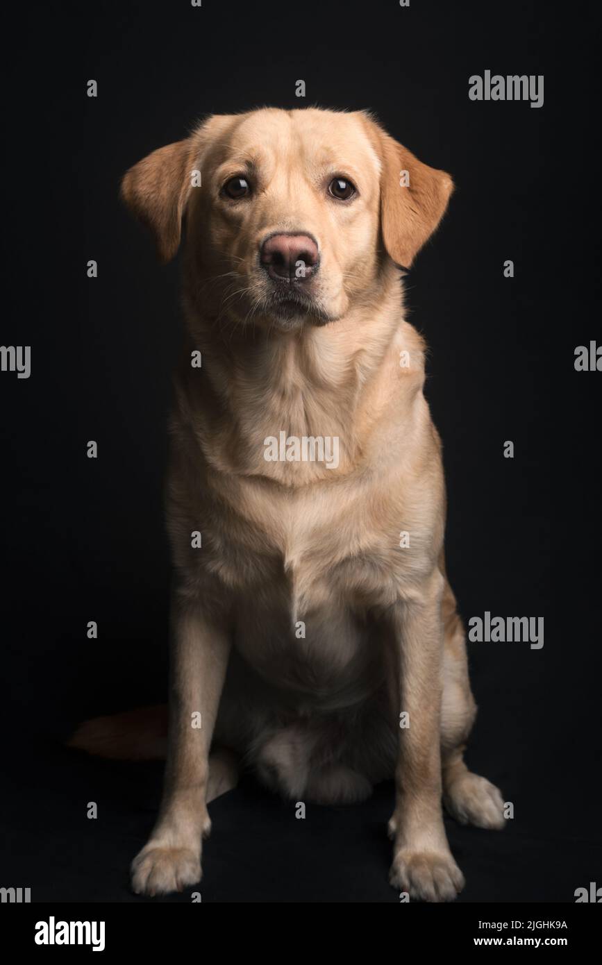 Full length studio portrait photograph of a male yellow Labrador retriever dog sitting and