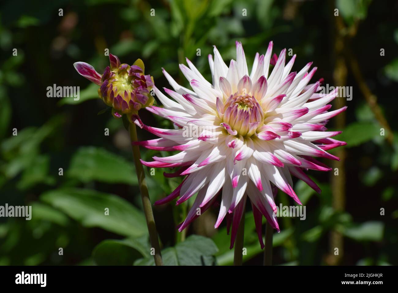 A beautiful cactus dahlia flower Dutch Explosion that has spiky pointed white petals with bright pink / purple tips Stock Photo
