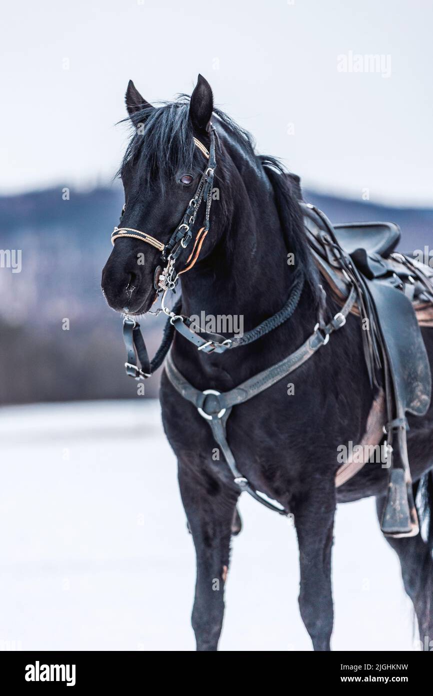 A closeup shot of the black Paso Fino Colombiano horse in the field on a winter day Stock Photo