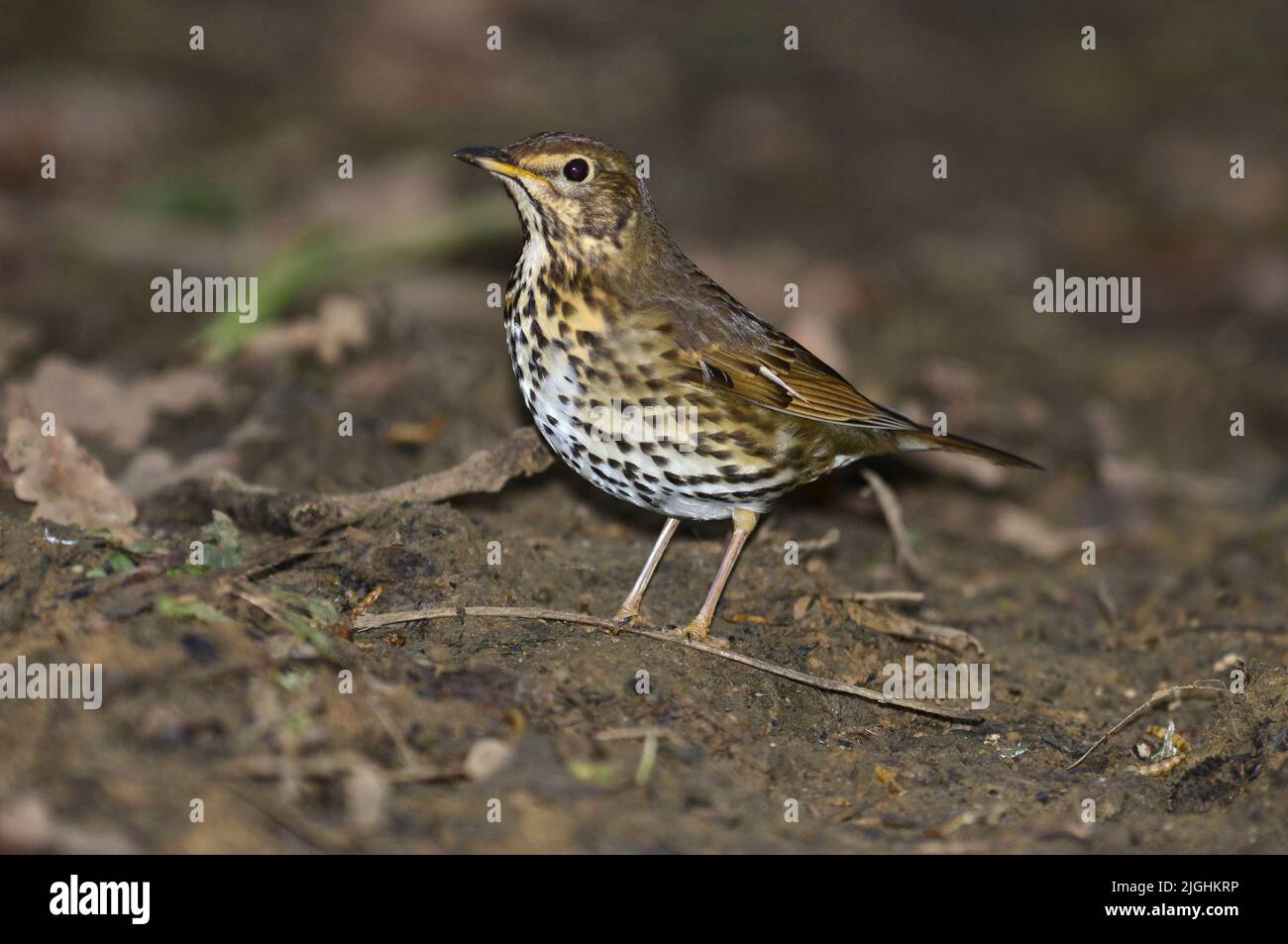 Adult song thrush in winter Stock Photo