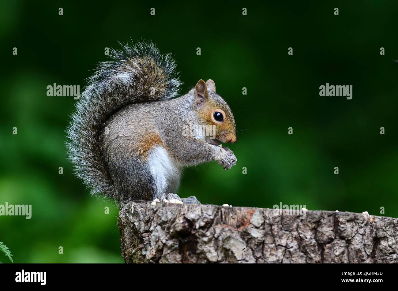Grey squirrel at rest and feeding on tree stump Stock Photo