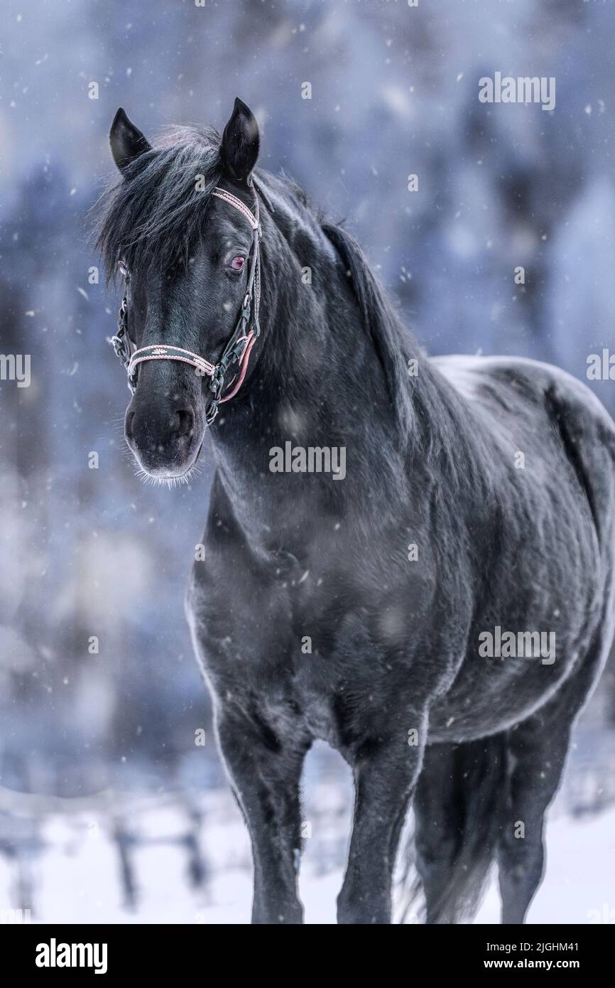 A closeup shot of the black Paso Fino Colombiano horse on a winter day Stock Photo