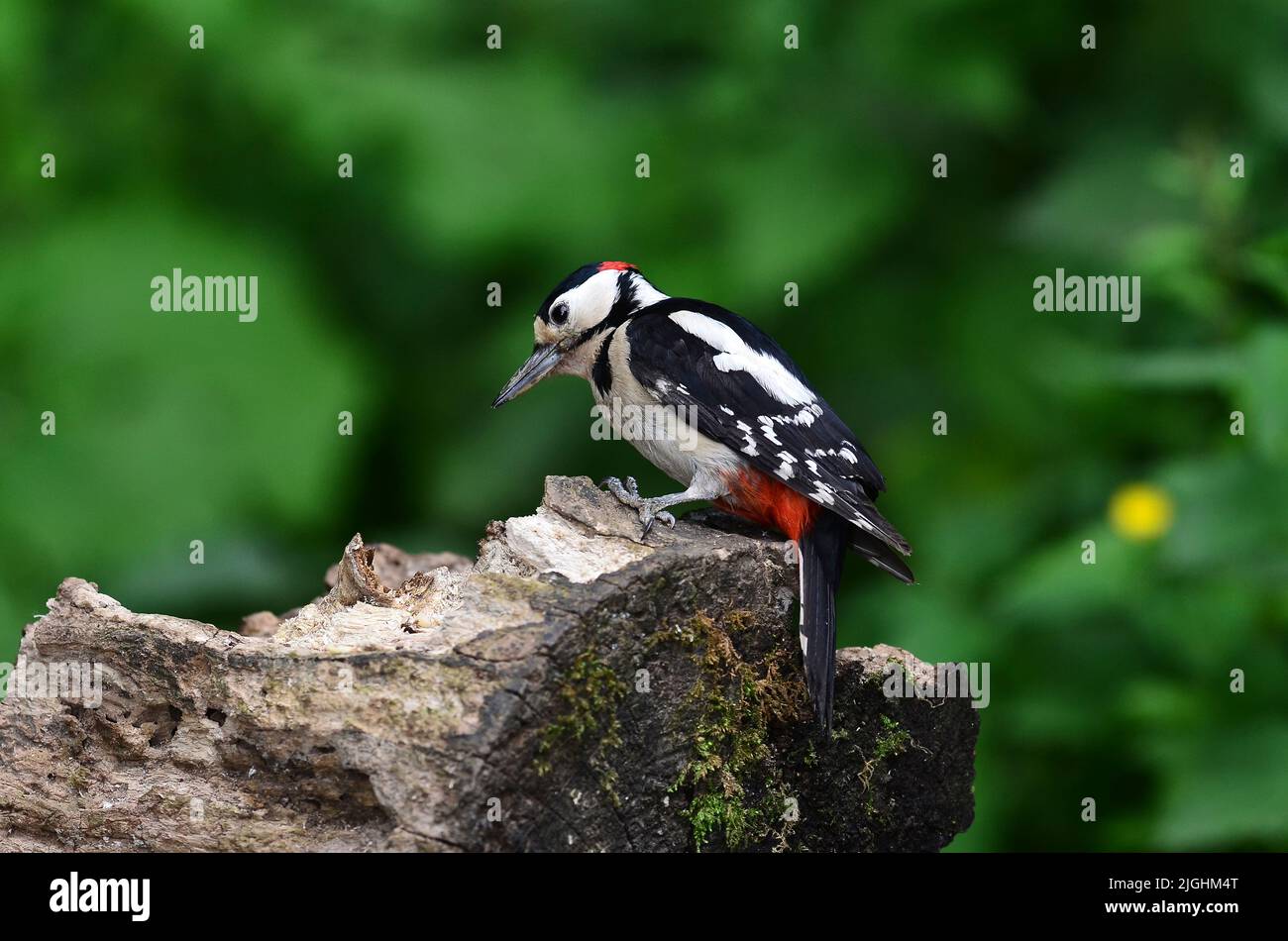 adult male great spotted woodpecker pecking decaying wood Stock Photo