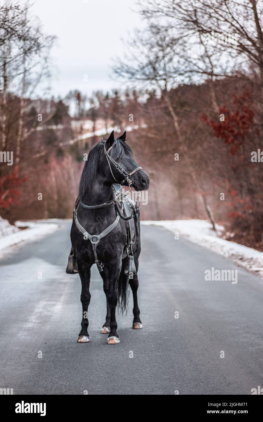 A black Paso Fino Colombiano horse on the road on a winter day Stock Photo