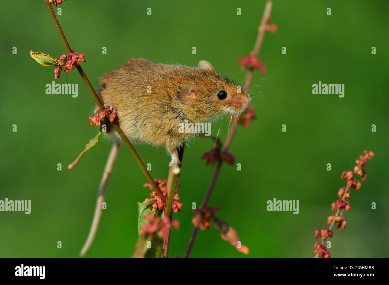 adult harvest mouse climbing in docks Stock Photo