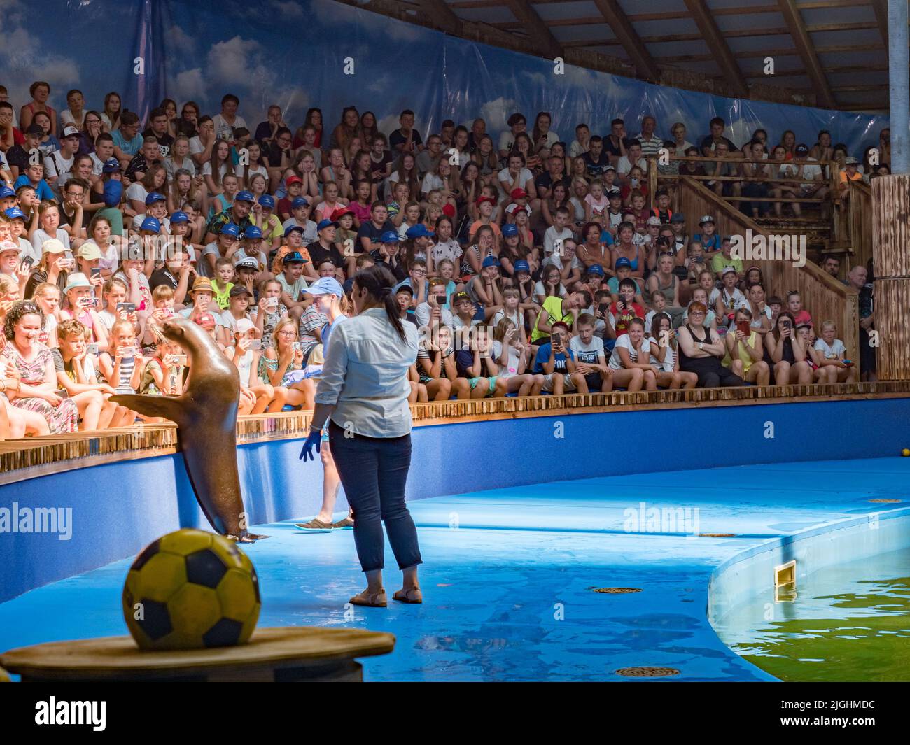 Sarbsk, Poland - June, 2019: Show of fur seals at the Sea Park Sarbsk, Amusement Park. East Europe Stock Photo