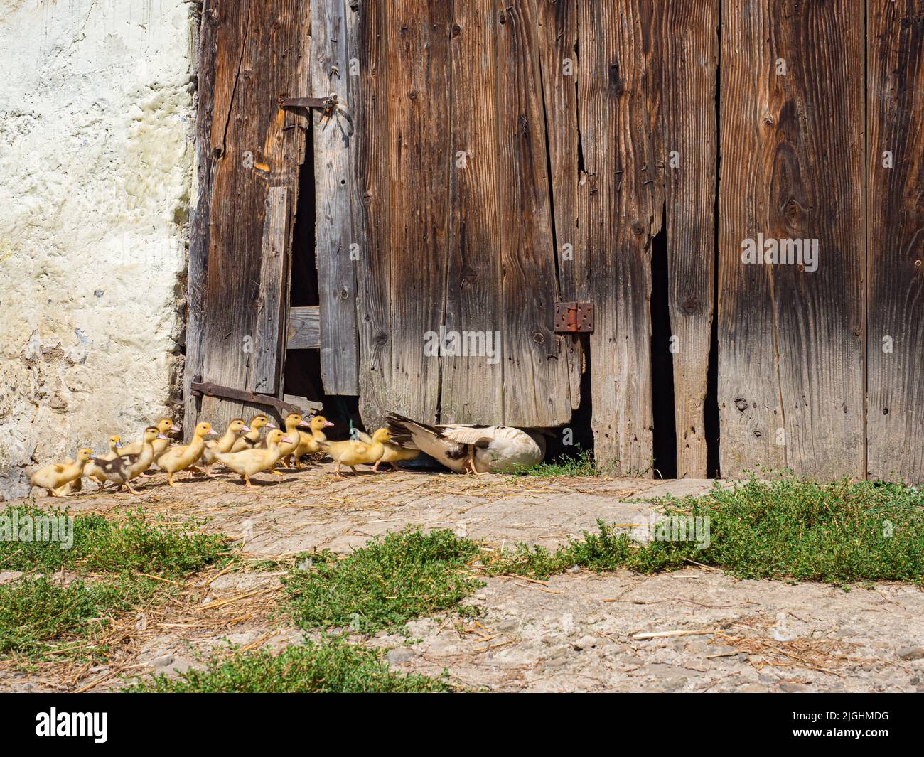 A large duck and a flock of small ducks enter the barn through a hole in the wall Stock Photo