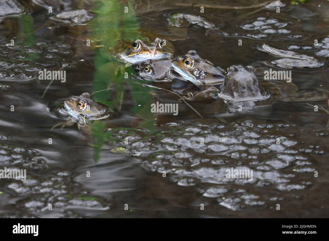 Common frogs spawning Stock Photo
